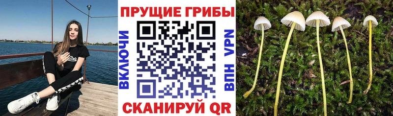 Купить где  Мещовск  Псилоцибиновые грибы прущие грибы 